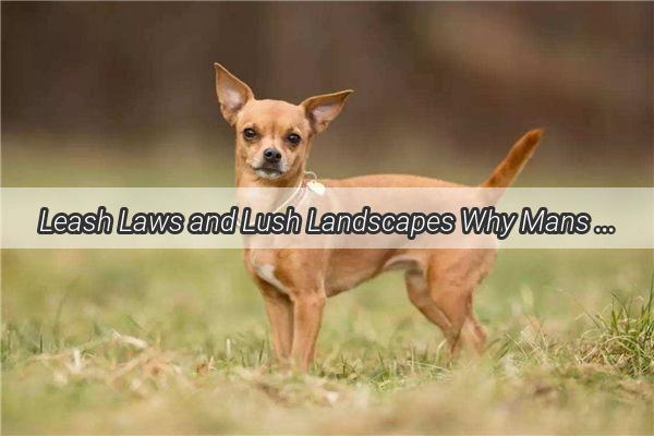 Leash Laws and Lush Landscapes Why Mans Best Friend Cant Play in the Park